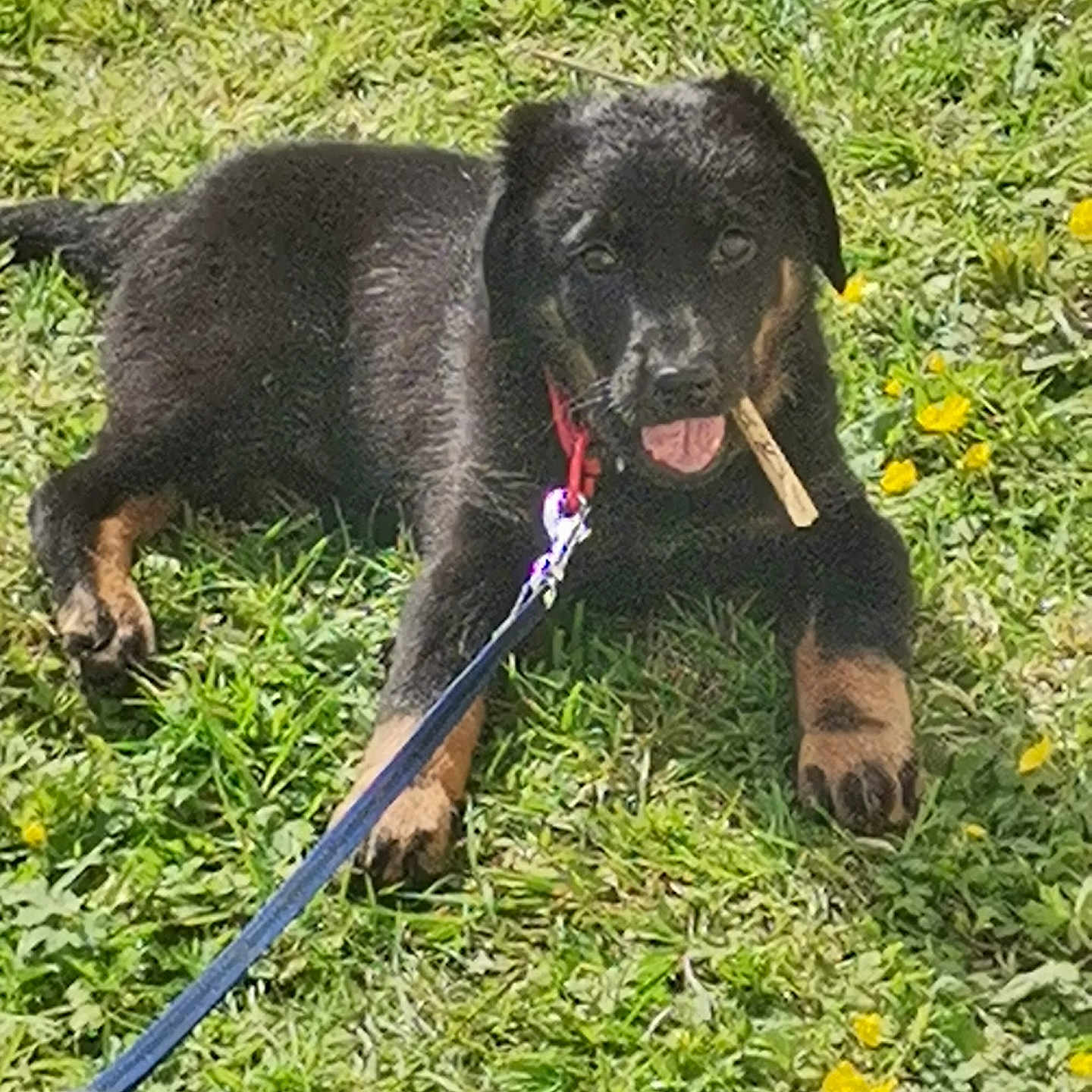 Pouchka a rejoint le concours — aidez-le/la à gagner de superbes lots ! puppy, dog, grass, leash, collar, stick, playful, outdoor, nature, animal, cute, young, pet, yellow_flowers, greenery, chewing, resting, sunlight, canine, summer