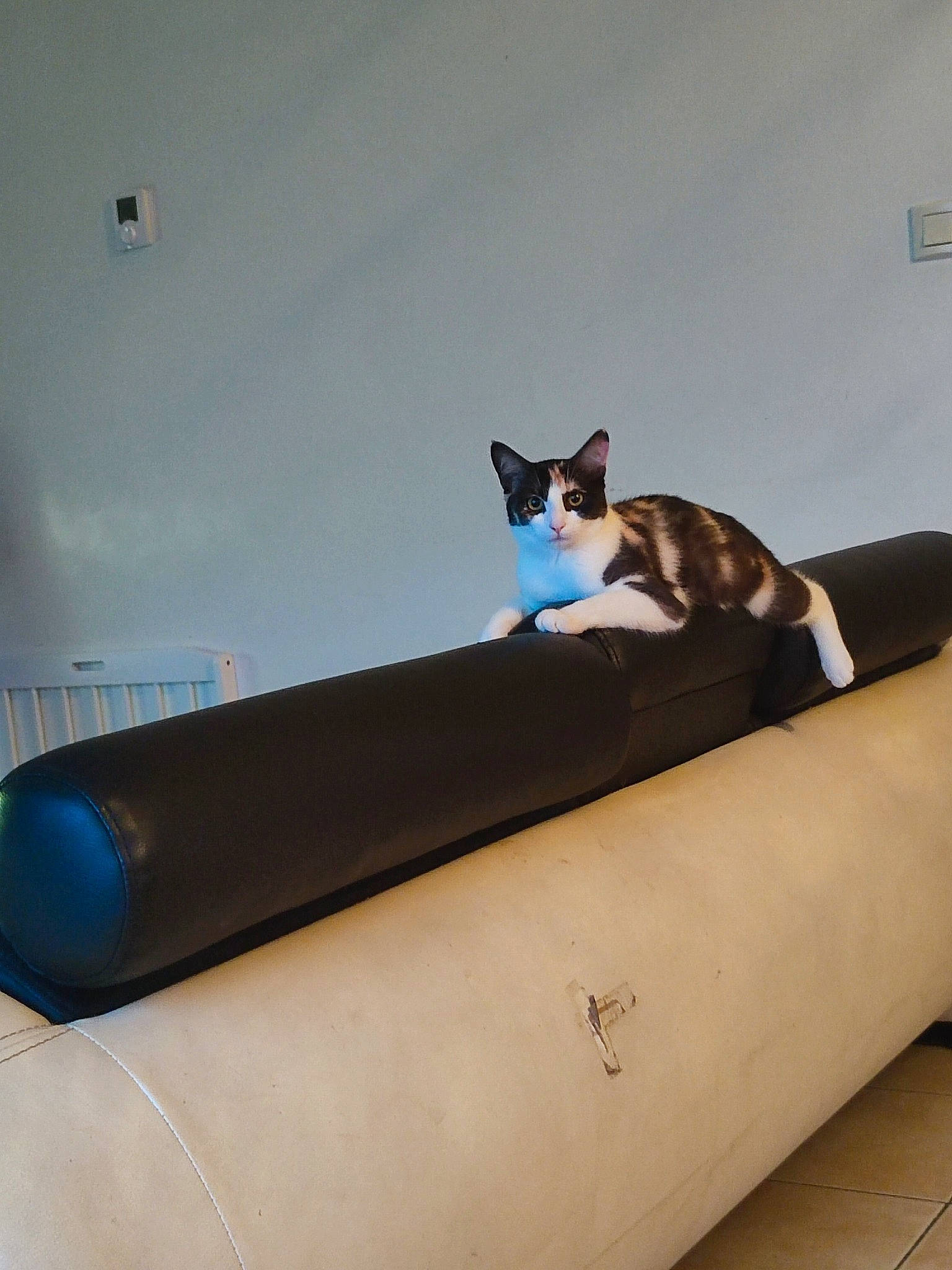 Java participe au concours pour gagner de l'argent avec cette photo : carnivore, cat, comfort, domestic_short_haired_cat, felidae, flooring, hardwood, pet_supply, plywood, rectangle, room, small_to_medium_sized_cats, stairs, tail, whiskers, wood