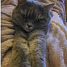 cat, gray_cat, pet, feline, animal, face, eyes, ears, whiskers, paws, fur, gray_fur, serious_expression, grumpy, lying_down, blanket, cozy, indoor, portrait, close_up