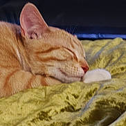 Maurice joined the competition — help win amazing prizes! animal, blanket, cat, close_up, cozy, cute, domestic_cat, feline, fur, ginger_cat, indoor, nap, paw, pet, relaxation, resting, sleeping, soft_texture, whiskers, yellow_blanket