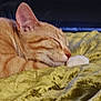 animal, blanket, cat, close_up, cozy, cute, domestic_cat, feline, fur, ginger_cat, indoor, nap, paw, pet, relaxation, resting, sleeping, soft_texture, whiskers, yellow_blanket