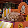 Maurice is registered to the contest to win money with this photo: animal, bakery_theme, cardboard_box, cat, chef_hat_illustration, closeup, colorful, cozy, cute, feline, homedecor, indoor, made_fresh_daily, orange_tabby, pet, relaxing, resting, sleeping, vintage_decor, wooden_furniture