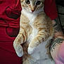 Maurice is registered to the contest to win money with this photo: animal, cat, cherry_print, closeup, curious, cute, fur, hand, indoor, lap, orange_cat, paw, person, pet, portrait, red_shirt, relaxed, tattoo, whiskers, white_cat