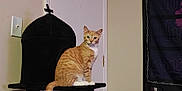 Maurice is registered to the contest to win money with this photo: animal, black_cat_tree, cat, cat_tree, cross, decor, domestic_cat, door, feline, furniture, household, indoor, looking_at_camera, orange_tabby, pet, portrait, sitting, tapestry, wall, white_paws