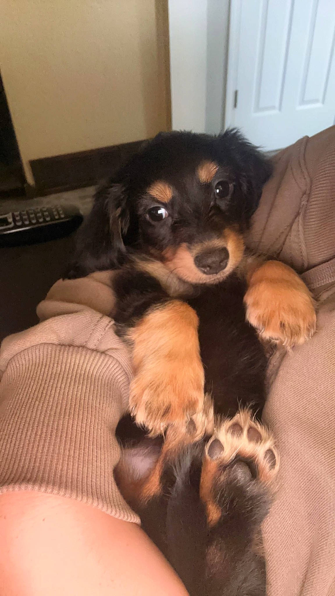 Ozzy is registered to the contest to win money with this photo: bed, canidae, carnivore, comfort, companion_dog, computer_keyboard, dog, dog_breed, dog_supply, fawn, fur, liver, paw, puppy, puppy_love, snout, sporting_group, whiskers, working_animal, working_dog