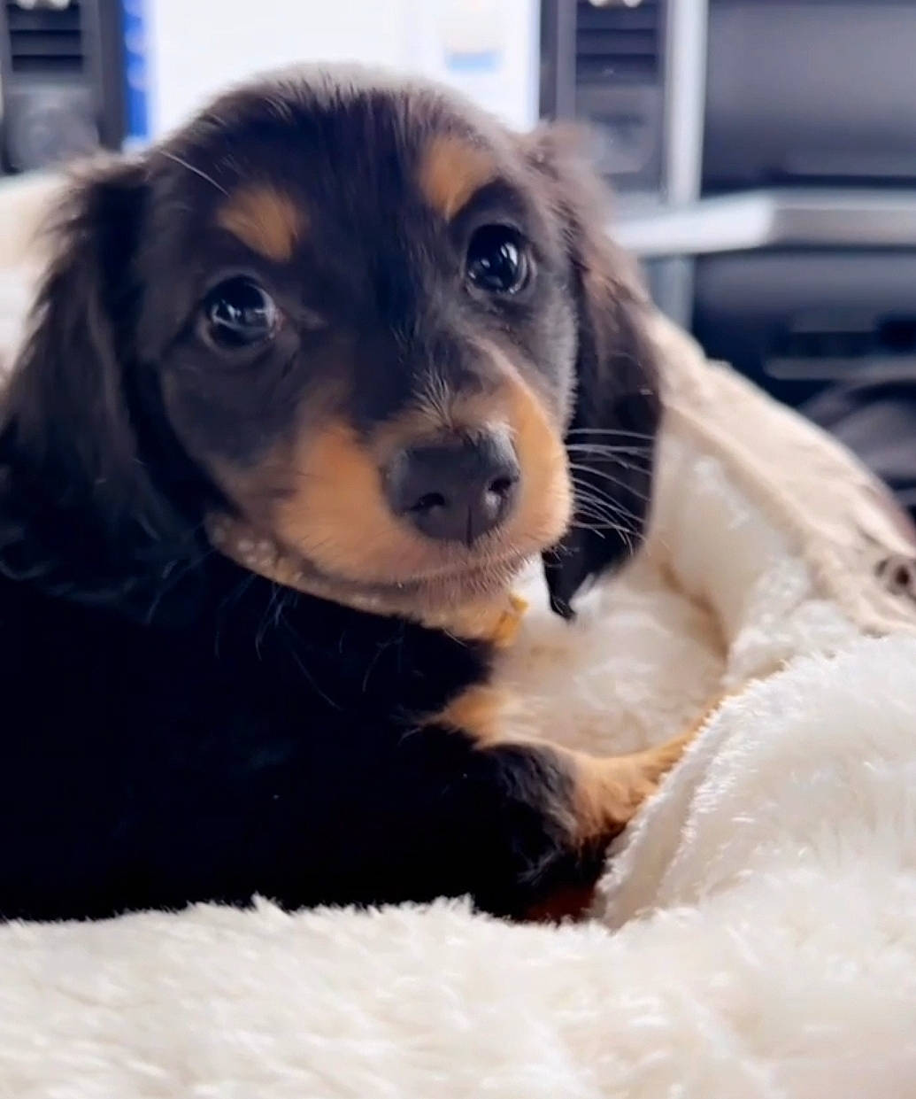 Ozzy joined the competition — help win amazing prizes! canidae, carnivore, companion_dog, dog, dog_breed, dog_supply, fawn, fur, metal, paw, pet_supply, puppy_love, snout, spaniel, sporting_group, terrestrial_animal, toy_dog, whiskers, working_animal, working_dog