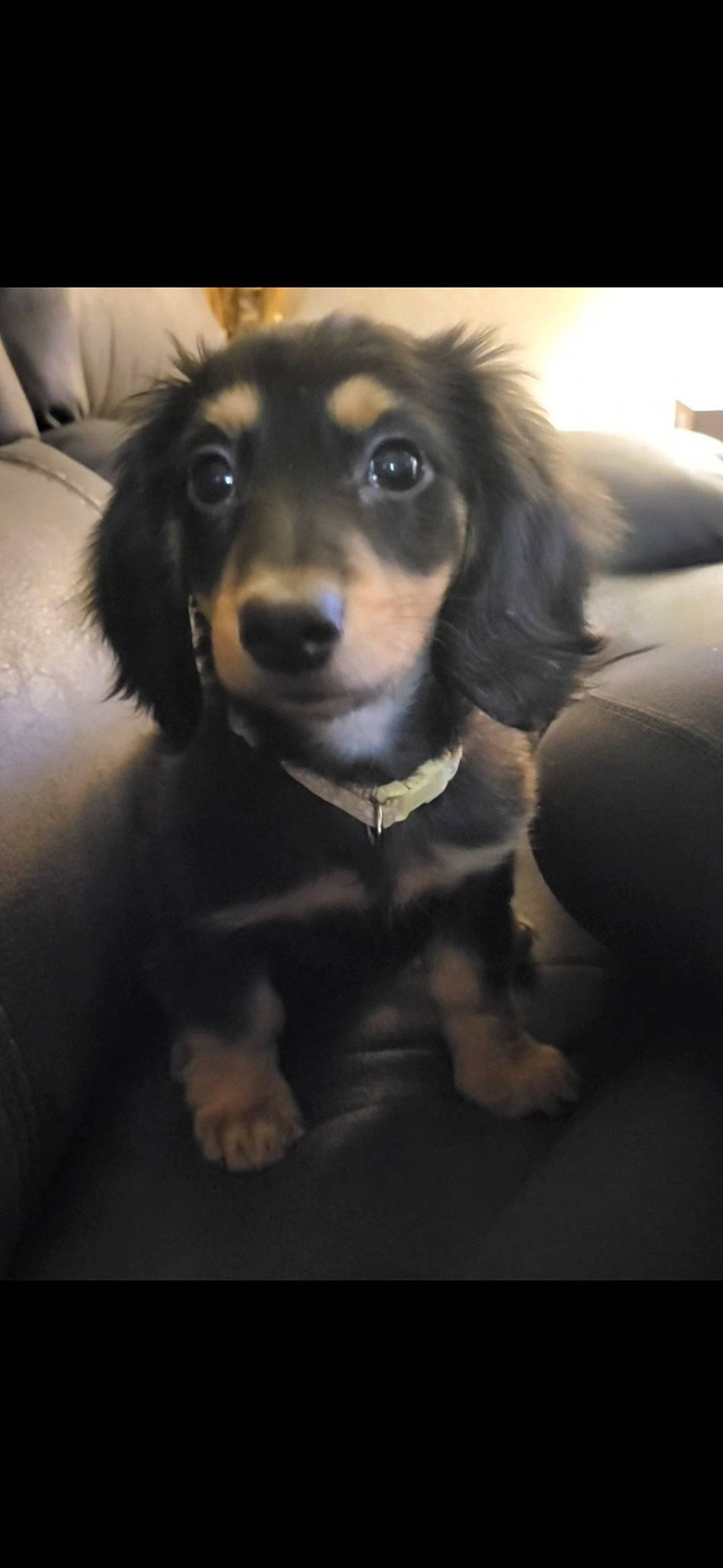 Ozzy is registered to the contest to win money with this photo: canidae, carnivore, circle, companion_dog, darkness, dog, dog_breed, eyewear, fawn, fur, metal, personal_protective_equipment, puppy, snout, sporting_group, toy_dog, vehicle_door, whiskers