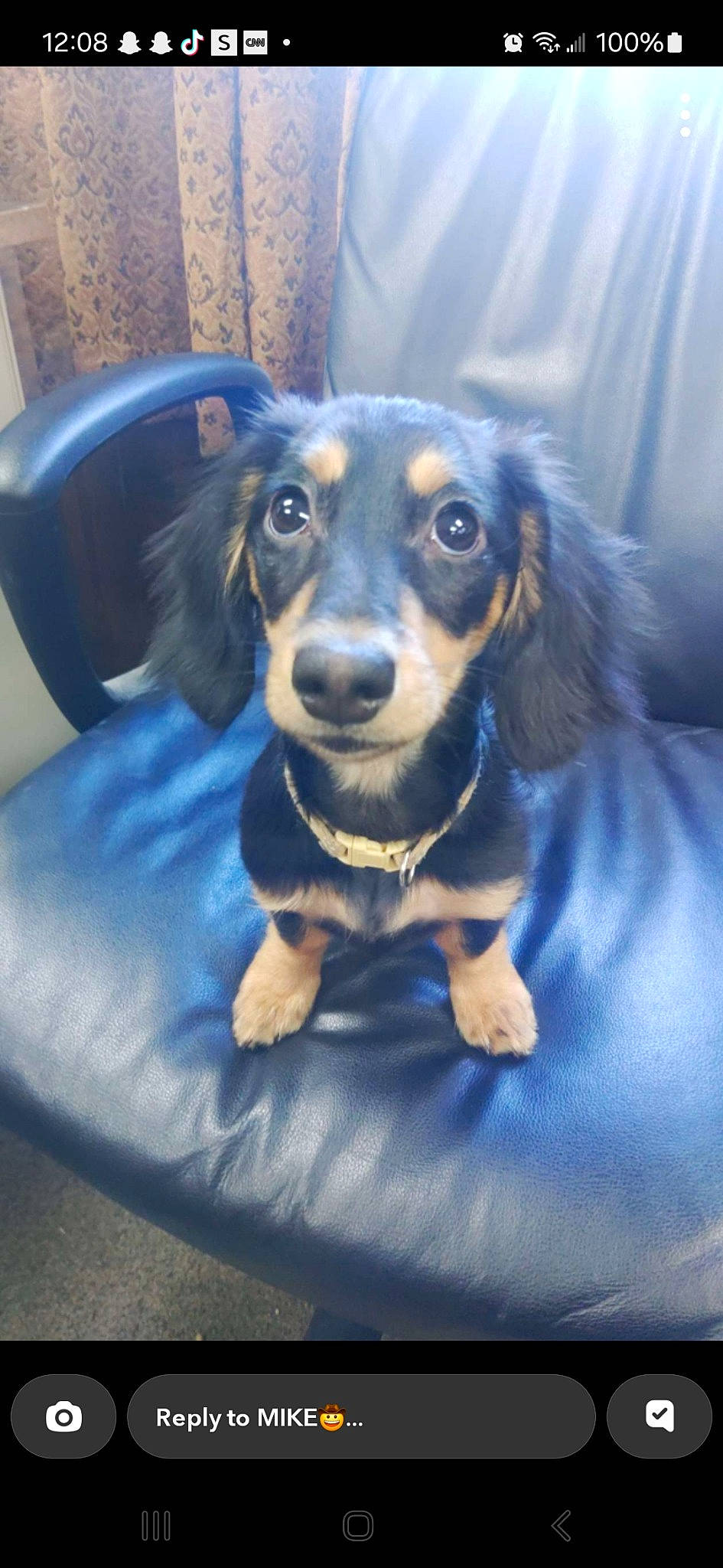 Ozzy joined the competition — help win amazing prizes! blue, canidae, carnivore, companion_dog, dog, dog_breed, ear, electric_blue, eye, fur, guard_dog, happy, head, puppy, sitting, snout, sporting_group, toy_dog, whiskers, working_animal