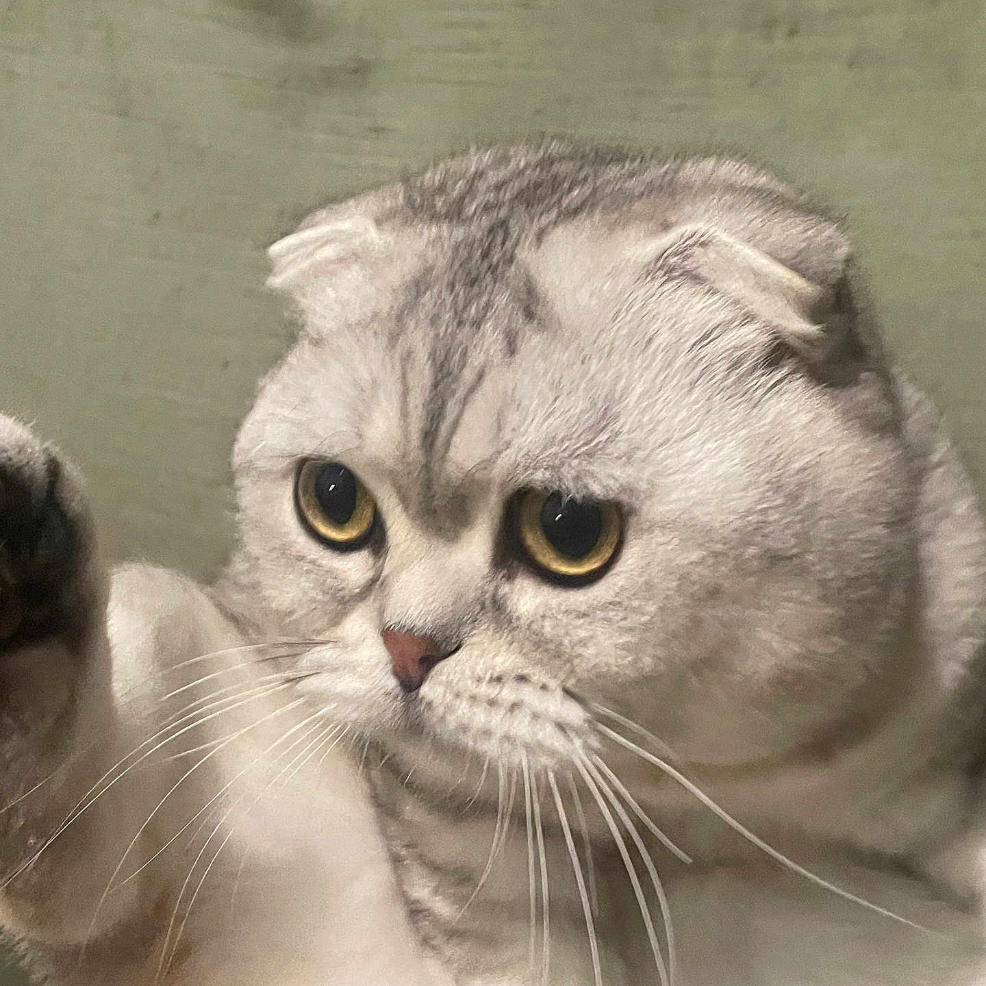 Kukushka a rejoint le concours — aidez-le/la à gagner de superbes lots ! abyssinian, angora, animal, cat, claw, electronics, hardware, hook, kitten, manx, pet, siamese, snout