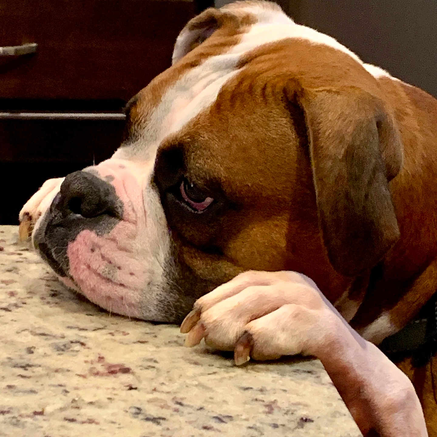 Tucker is registered to the contest to win money with this photo: animal, boxer, bulldog, canine, dog, frenchbulldog, hound, indoors, interiordesign, person, pet, pitbull, puppy, sleeping, snout, whitedog