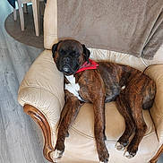 Phalko a rejoint le concours — aidez-le/la à gagner de superbes lots ! armchair, bandana, blanket, brindle, brown, canine, cozy, dining_chair, dog, furniture, home, indoor, leather, paw, pet, relaxed, resting, rug, sleeping, wooden_floor