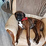 armchair, bandana, blanket, brindle, brown, canine, cozy, dining_chair, dog, furniture, home, indoor, leather, paw, pet, relaxed, resting, rug, sleeping, wooden_floor