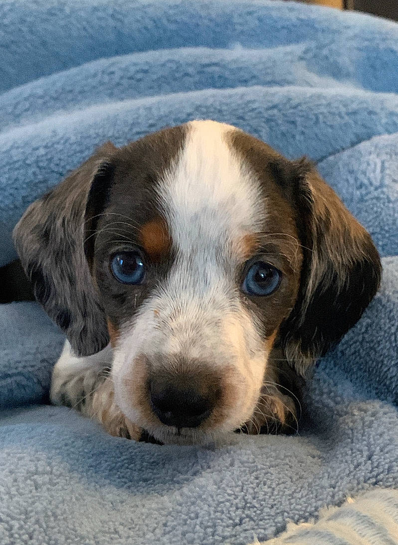 Oakley joined the competition — help win amazing prizes! canidae, carnivore, companion_dog, dog, dog_breed, puppy, scent_hound, service, snout, sporting_group, terrestrial_animal, whiskers