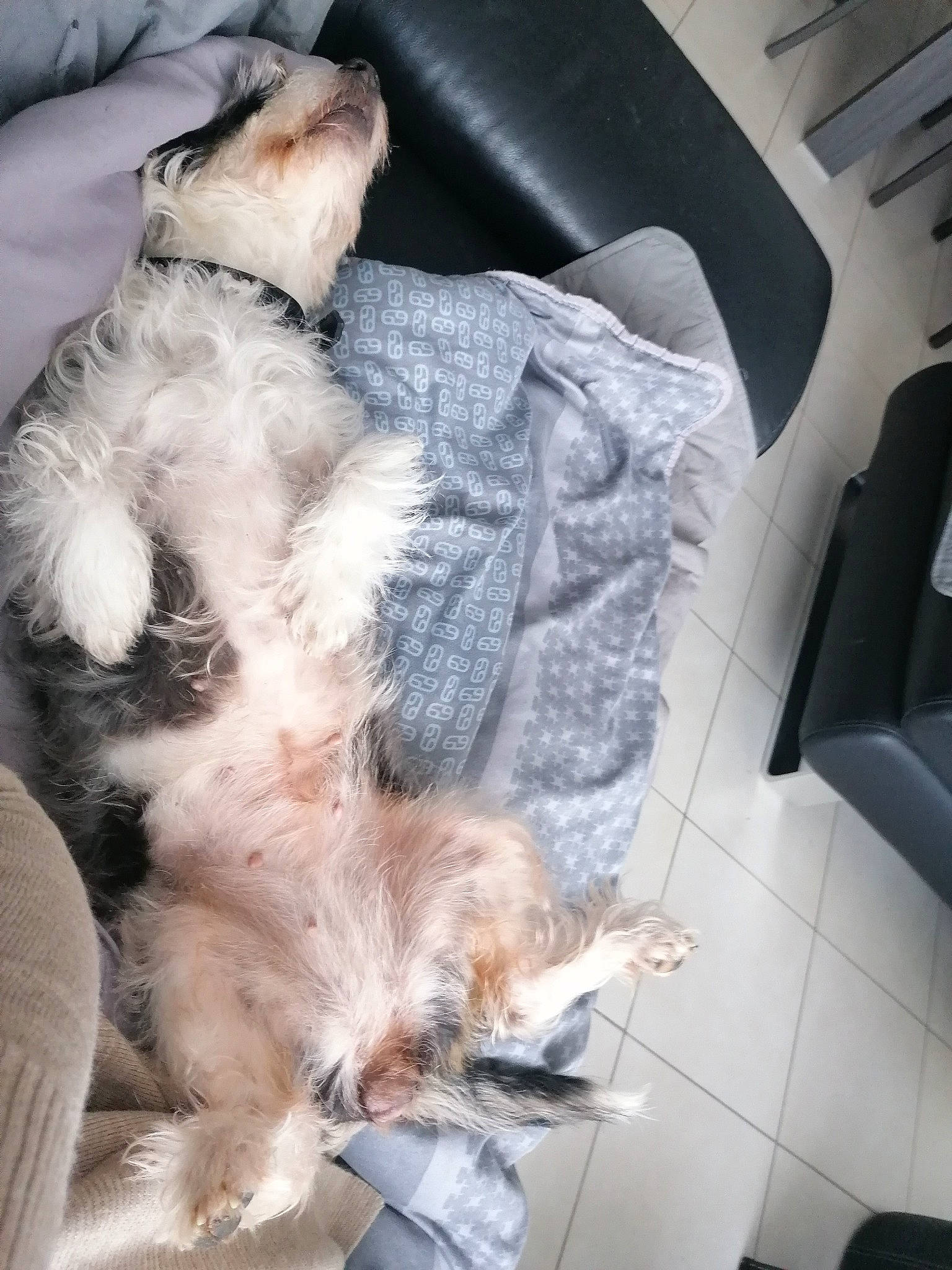 Chipette participe au concours pour gagner de l'argent avec cette photo : carnivore, claw, comfort, companion_dog, dog_breed, fawn, felidae, flooring, fur, paw, small_to_medium_sized_cats, sporting_group, tail, whiskers, window