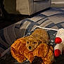 puppy, dog, toy, plush_toy, carpet, armchair, indoor, pet, cute, small_dog, brown_fur, cozy, resting, looking_at_camera, home, floor, curly_fur, animal, soft_toys, warm_lighting