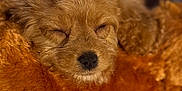 Rocky is registered to the contest to win money with this photo: puppy, dog, sleeping, close_up, fluffy, brown, plush_toy, soft_texture, cozy, resting, cute, pet, indoor, animal, fur, relaxed, adorable, nose, head, lying_down