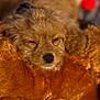 puppy, dog, sleeping, close_up, fluffy, brown, plush_toy, soft_texture, cozy, resting, cute, pet, indoor, animal, fur, relaxed, adorable, nose, head, lying_down