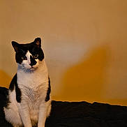 Domino joined the competition — help win amazing prizes! cat, black_and_white, pet, animal, indoor, sitting, fur, whiskers, ears, eyes, curious, shadow, bed, cozy, quiet, calm, domestic, mammal, feline, portrait