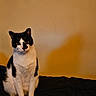 cat, black_and_white, pet, animal, indoor, sitting, fur, whiskers, ears, eyes, curious, shadow, bed, cozy, quiet, calm, domestic, mammal, feline, portrait