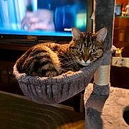 Kibbles joined the competition — help win amazing prizes! cat, tabby, cat_tree, hammock, indoor, pet, feline, relaxed, living_room, television, furniture, cozy, animal, sleeping_spot, domestic_cat, whiskers, ears, fur, resting, alert