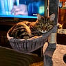 cat, tabby, cat_tree, hammock, indoor, pet, feline, relaxed, living_room, television, furniture, cozy, animal, sleeping_spot, domestic_cat, whiskers, ears, fur, resting, alert