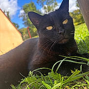 Myrtille a rejoint le concours — aidez-le/la à gagner de superbes lots ! black_cat, cat, grass, outdoor, sunlight, nature, animal, pet, fur, whiskers, yellow_eyes, sky, clouds, tree, greenery, closeup, portrait, relaxed, daytime, mammal