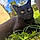 Myrtille