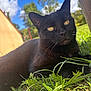 black_cat, cat, grass, outdoor, sunlight, nature, animal, pet, fur, whiskers, yellow_eyes, sky, clouds, tree, greenery, closeup, portrait, relaxed, daytime, mammal
