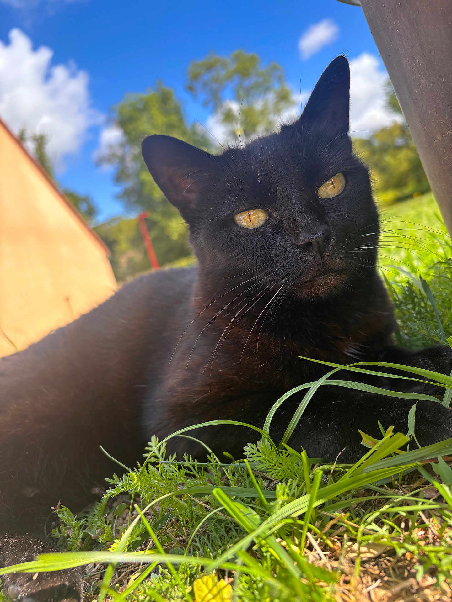 Myrtille a rejoint le concours — aidez-le/la à gagner de superbes lots ! black_cat, cat, grass, outdoor, sunlight, nature, animal, pet, fur, whiskers, yellow_eyes, sky, clouds, tree, greenery, closeup, portrait, relaxed, daytime, mammal