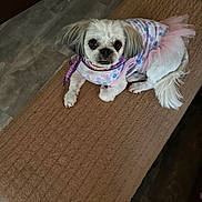 Holly is registered to the contest to win money with this photo: adorable, animal, brown_cushion, collar, costume, dog, dress, floor, fluffy_tail, indoors, leash, pet, pink, polka_dots, portrait, purple, sitting, small_dog, tutu, white_fur