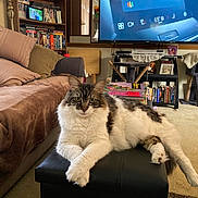 Rocky joined the competition — help win amazing prizes! cat, living_room, furniture, couch, pillow, carpet, bookshelf, television, ottoman, cat_tree, window, lamp, book, decor, pet, relaxed, indoor, cozy, home, fluffy