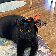 Jazzy is registered to the contest to win money with this photo: black_cat, cat, pet, animal, indoor, rug, floor, wooden_floor, hat, witch_hat, orange, black, polka_dot, costume, cute, curious, feline, resting, domestic, whiskers