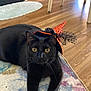 black_cat, cat, pet, animal, indoor, rug, floor, wooden_floor, hat, witch_hat, orange, black, polka_dot, costume, cute, curious, feline, resting, domestic, whiskers