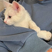 Rocky joined the competition — help win amazing prizes! cat, kitten, white_cat, fluffy, pet, animal, feline, blue_clothing, cuddling, cradled, paw, tail, whiskers, ears, eye, indoor, portrait, close_up, soft_fur, cute