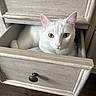 Rocky is registered to the contest to win money with this photo: cat, white_cat, pet, animal, feline, golden_eyes, portrait, closeup, drawer, dresser, furniture, wood, wooden_floor, indoors, home, cozy, sitting, looking_at_camera, cute, funny