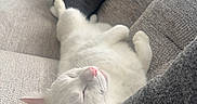 Rocky joined the competition — help win amazing prizes! cat, white_cat, sleeping, pet, animal, upside_down, pink_nose, pink_ears, whiskers, paws, couch, sofa, cushions, indoor, home, cozy, relaxed, nap, close_up, portrait