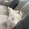 cat, white_cat, sleeping, pet, animal, upside_down, pink_nose, pink_ears, whiskers, paws, couch, sofa, cushions, indoor, home, cozy, relaxed, nap, close_up, portrait