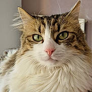 Green a rejoint le concours — aidez-le/la à gagner de superbes lots ! alert, animal, cat, close_up, cute, domestic_cat, ears, face, feline, fluffy, green_eyes, indoor, mammal, pet, pink_nose, portrait, soft_fur, tabby, whiskers, white_fur