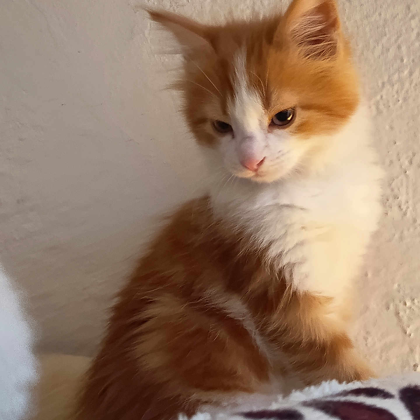 Petit Filou participe au concours pour gagner de l'argent avec cette photo : animal, blanket, cat, cute, ears, feline, fluffy, fur, indoor, kitten, leopard_print, orange_fur, pet, portrait, sitting, texture, wall, whiskers, white_fur, young
