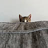 cat, kitten, animal, pet, face, eyes, ears, peeking, curious, cute, fur, tabby, calico, blanket, gray, indoors, portrait, closeup, hiding, cozy