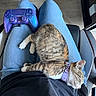 Willow is registered to the contest to win money with this photo: cat, sleeping, tabby, pet, animal, collar, lap, person, jeans, clothing, game_controller, gaming, car_seat, vehicle, indoors, cozy, relaxed, whiskers, striped_fur, photograph
