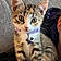 Willow