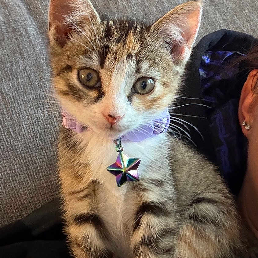 Willow