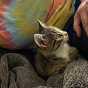 Willow is registered to the contest to win money with this photo: kitten, cat, animal, pet, feline, fur, whiskers, green_eyes, sitting, cozy, blanket, fluffy, indoor, portrait, closeup, tie_dye, cushion, human_hand, looking_up, cute