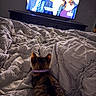 Willow is registered to the contest to win money with this photo: cat, kitten, pet, animal, bed, bedding, blanket, bedroom, television, tv, watching, indoors, home, collar, fur, ears, back_view, cozy, entertainment, relaxing