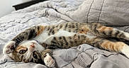 Willow joined the competition — help win amazing prizes! cat, calico_cat, pet, animal, lying_down, upside_down, relaxed, sleeping, bed, bedding, blanket, bedroom, indoors, whiskers, paws, green_eyes, fur, striped_fur, cozy, television