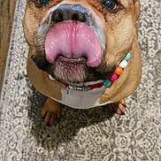 Coco is registered to the contest to win money with this photo: dog, tongue, beaded_collar, brown_dog, close_up, looking_up, indoor, rug, wooden_floor, pet, funny_expression, animal, canine, flooring, collar, cute, domestic_animal, snout, ears, paw