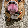 dog, tongue, beaded_collar, brown_dog, close_up, looking_up, indoor, rug, wooden_floor, pet, funny_expression, animal, canine, flooring, collar, cute, domestic_animal, snout, ears, paw