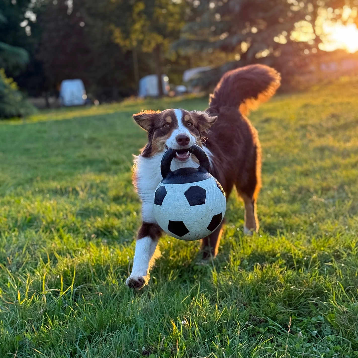 Athena a rejoint le concours — aidez-le/la à gagner de superbes lots ! active, animal, canine, daytime, dog, exercise, field, fur, grass, happy, nature, outdoor, pet, play, playing, running, soccer_ball, sunlight, sunset, tail