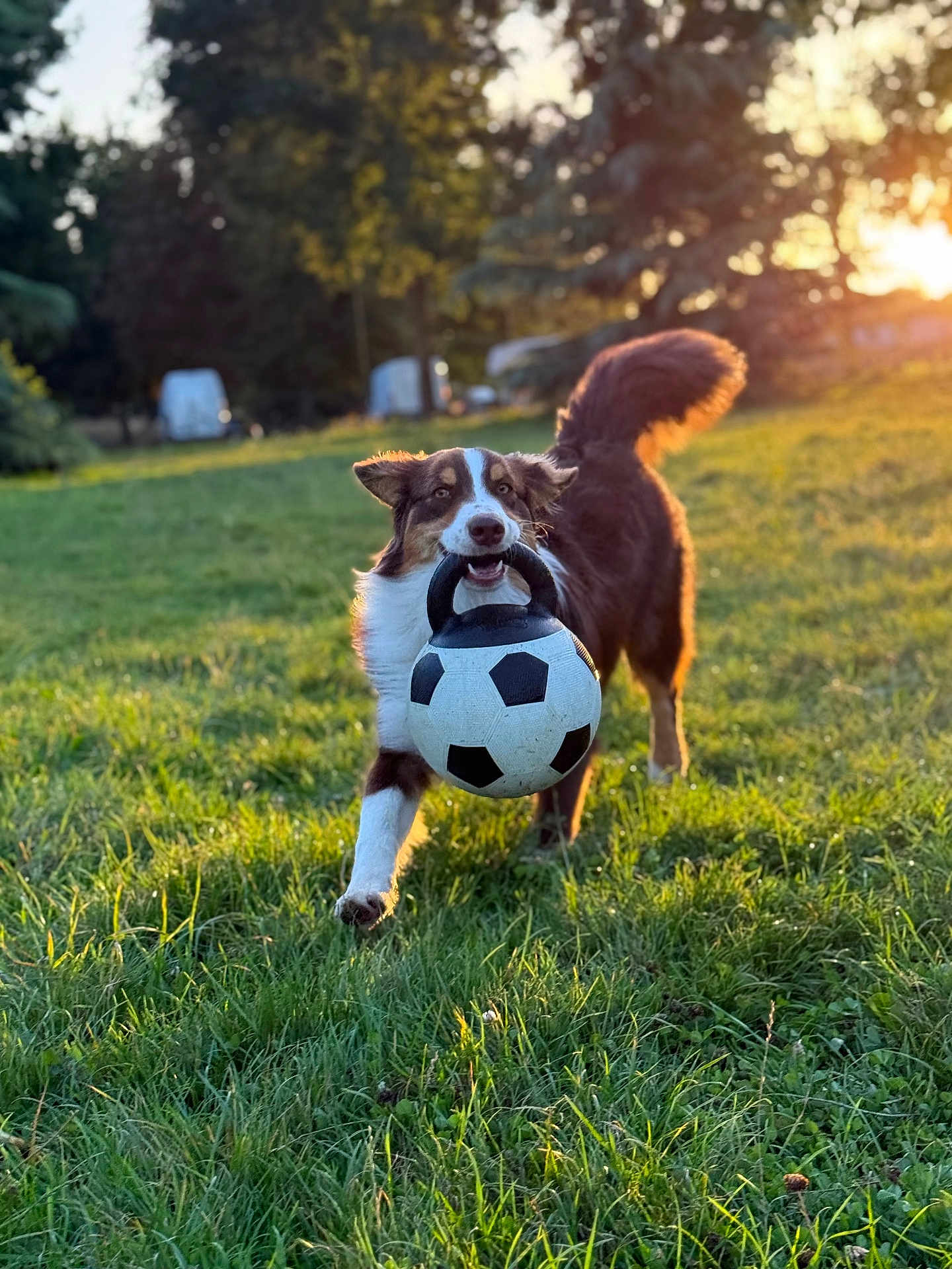 Athena a rejoint le concours — aidez-le/la à gagner de superbes lots ! dog, grass, outdoor, sunlight, soccer_ball, playing, happy, running, pet, nature, field, sunset, animal, canine, active, daytime, exercise, fur, tail, play